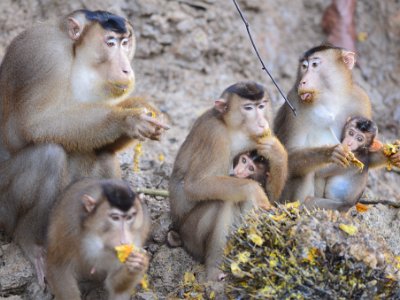 Pig tailed macaque (3)